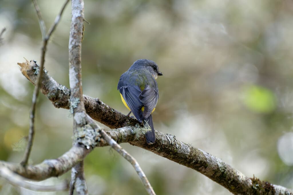 Eastern Yellow Robin