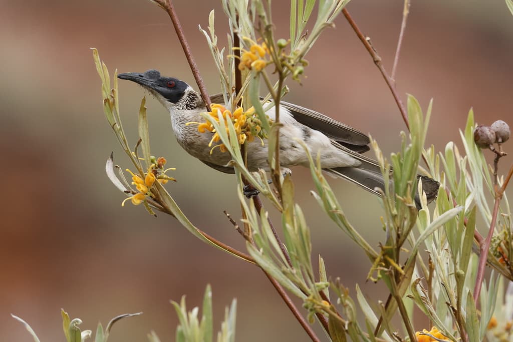 Silver-crowned Friarbird