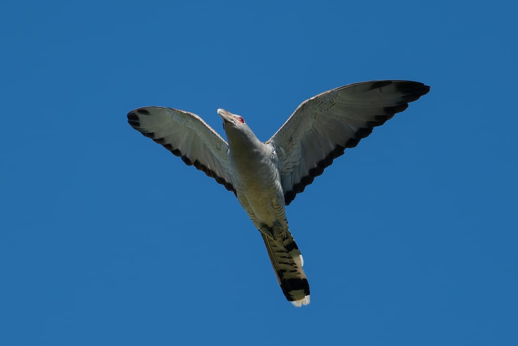 Channel-billed Cuckoo