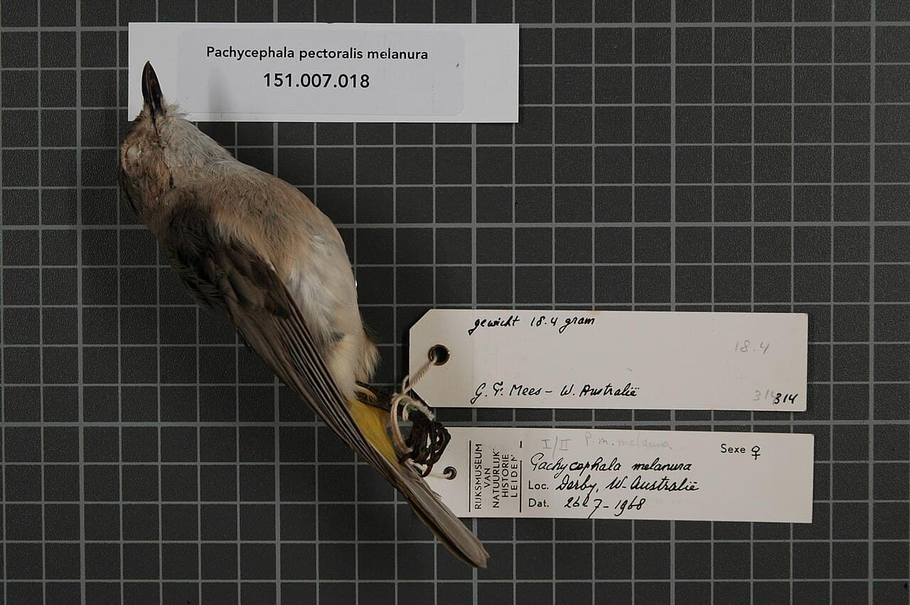 Mangrove Golden Whistler