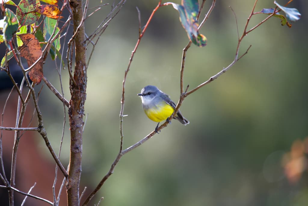 Western Yellow Robin