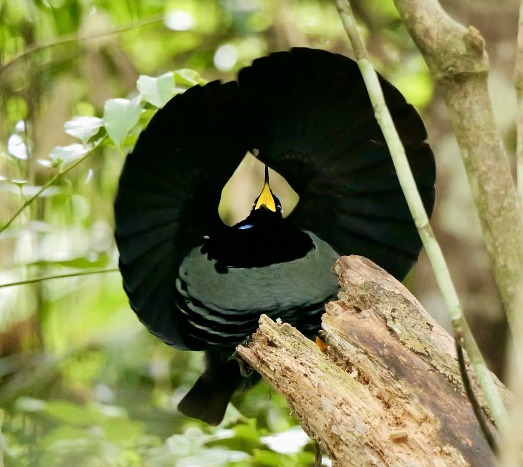 Victoria's Riflebird