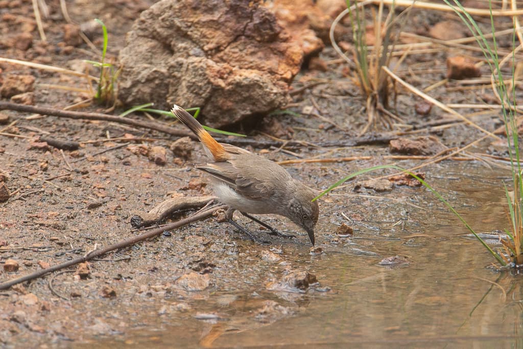 Chestnut-rumped Thornbill