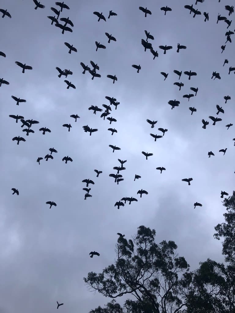 Baudin's Black Cockatoo