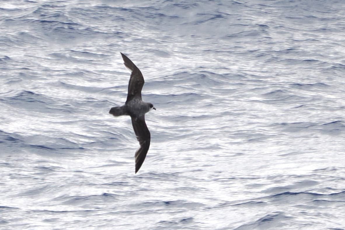 Soft-plumaged Petrel