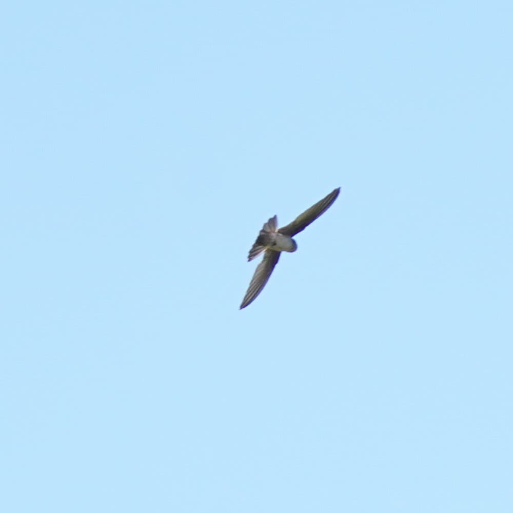 Australian Swiftlet