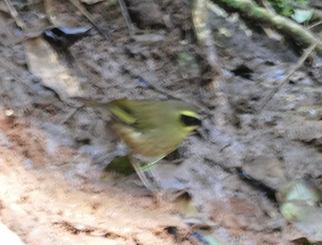 Yellow-throated Scrubwren