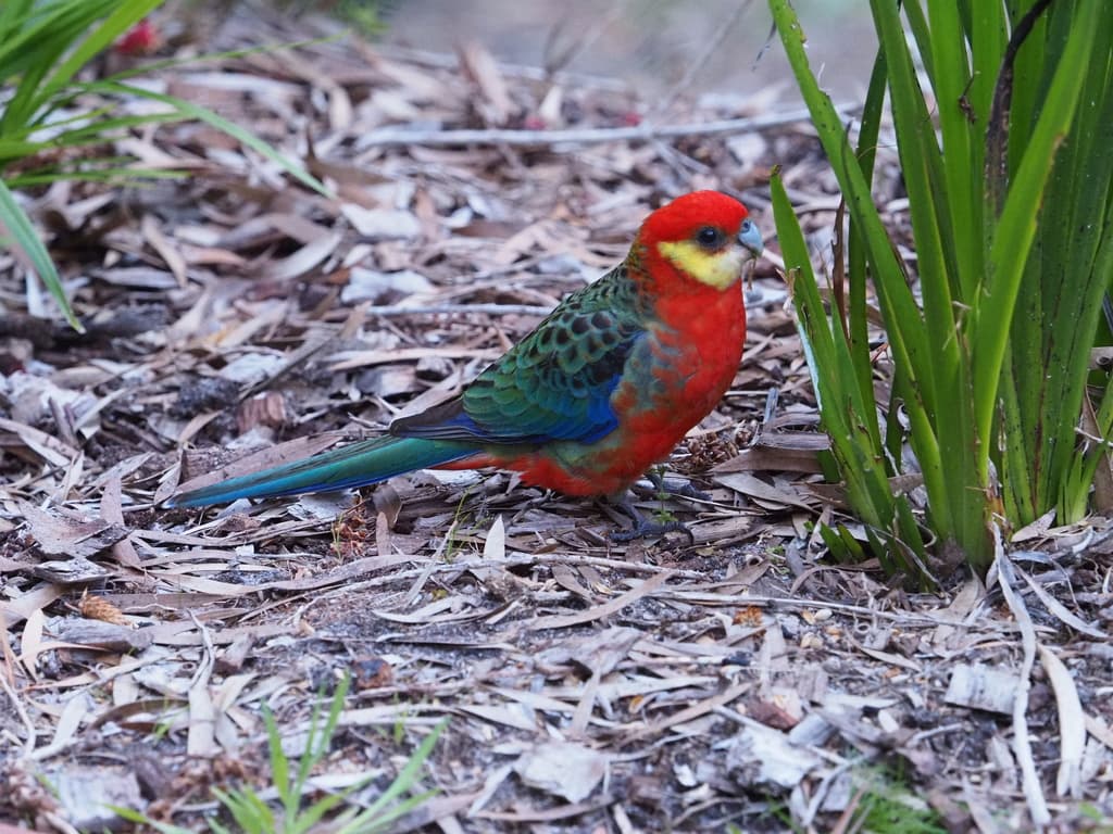 Western Rosella