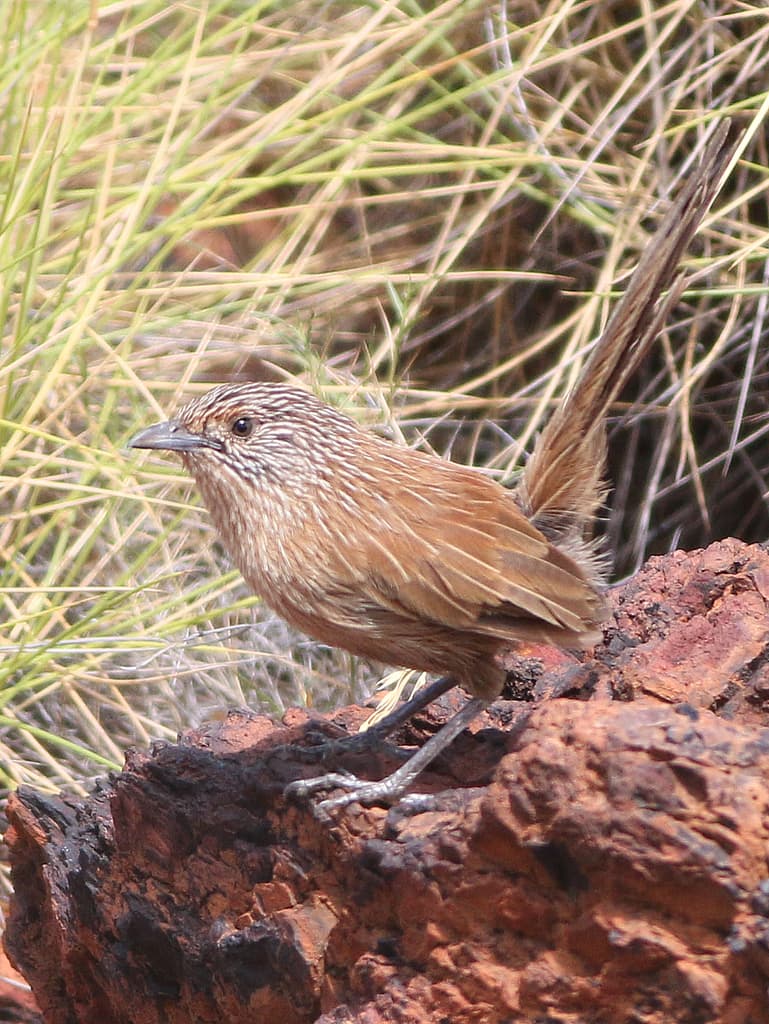 Dusky Grasswren