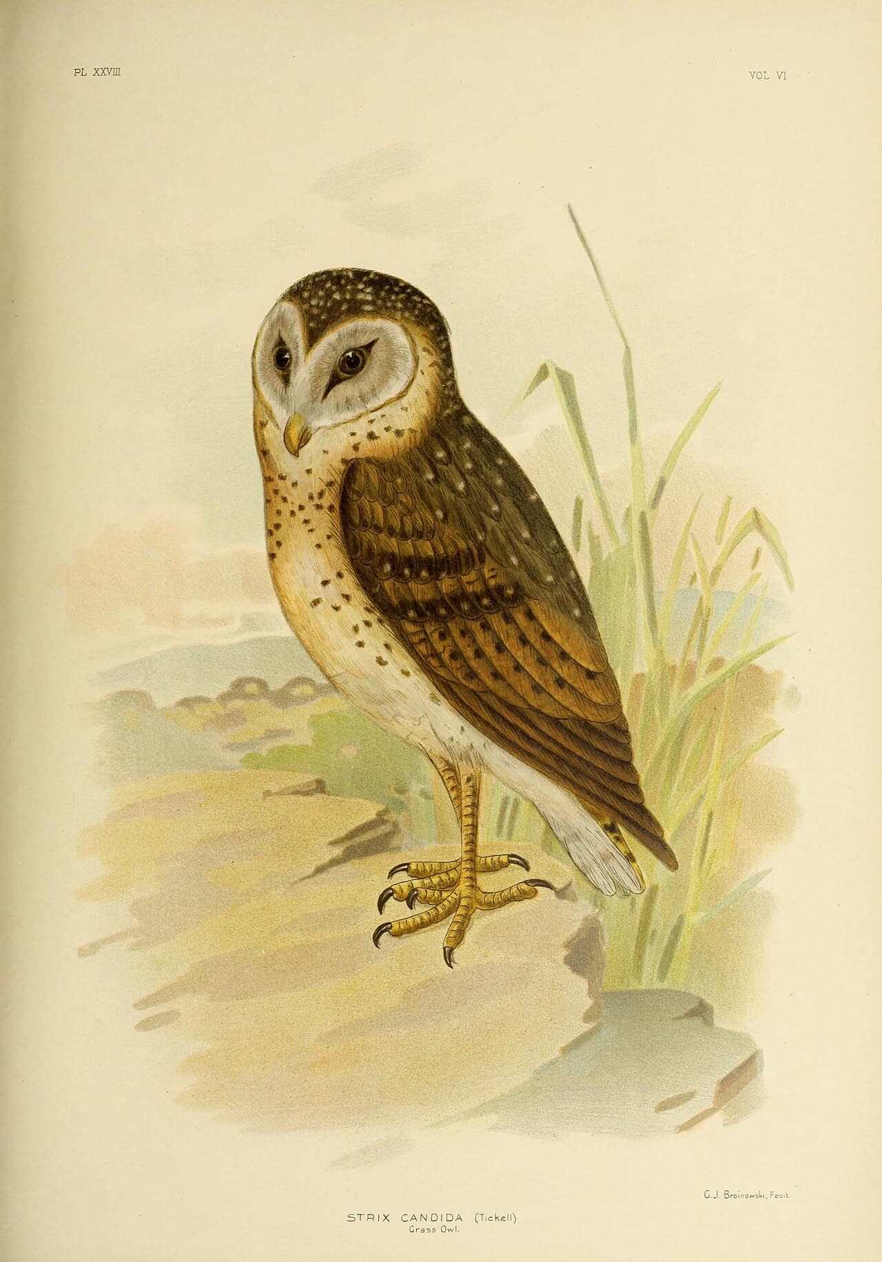 Eastern Grass Owl