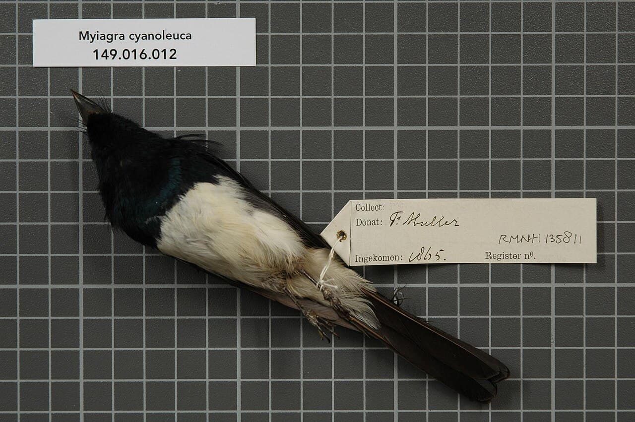 Satin Flycatcher