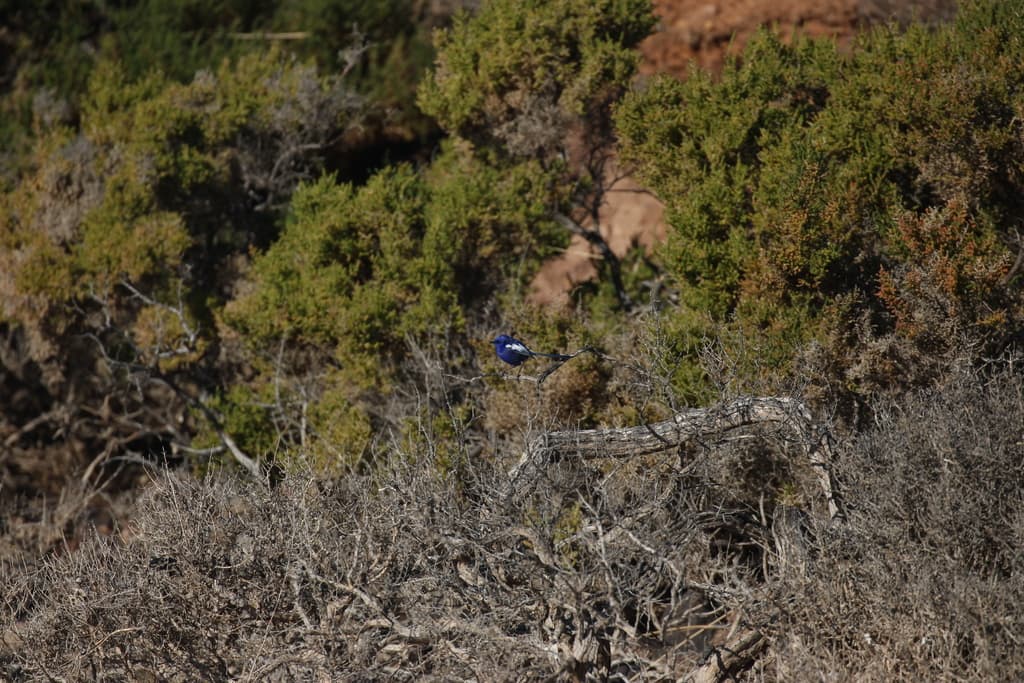White-winged Fairywren