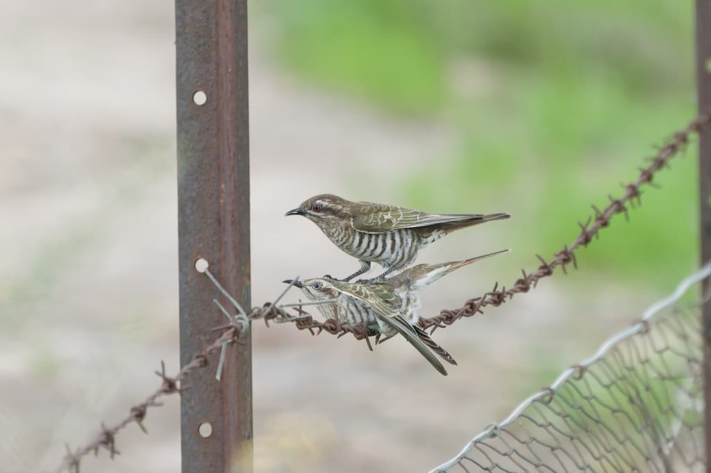 Horsfield's Bronze Cuckoo