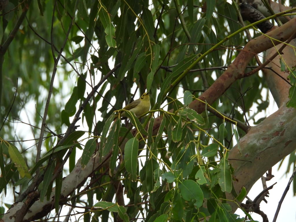 Yellow-tinted Honeyeater