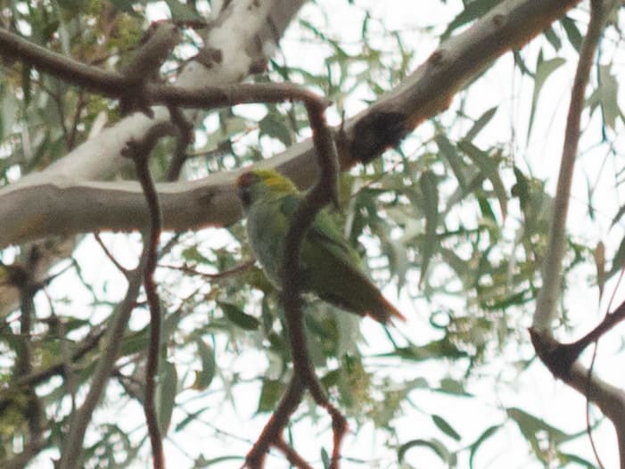Purple-crowned Lorikeet