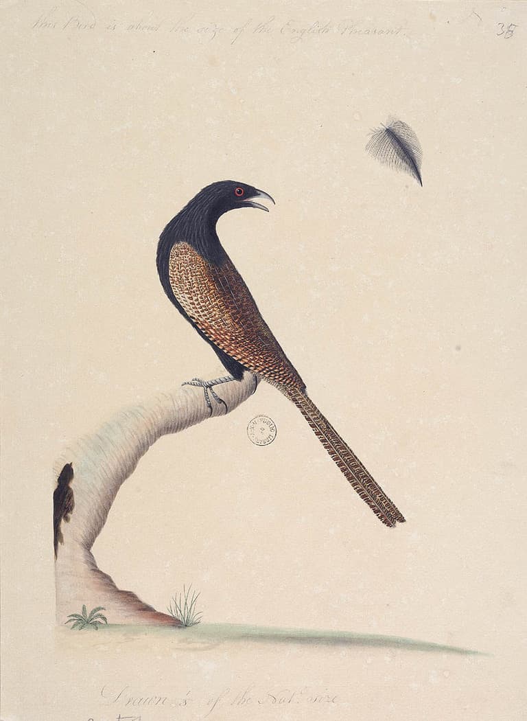 Pheasant Coucal