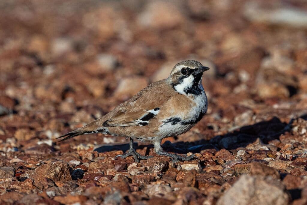 Cinnamon Quail-thrush