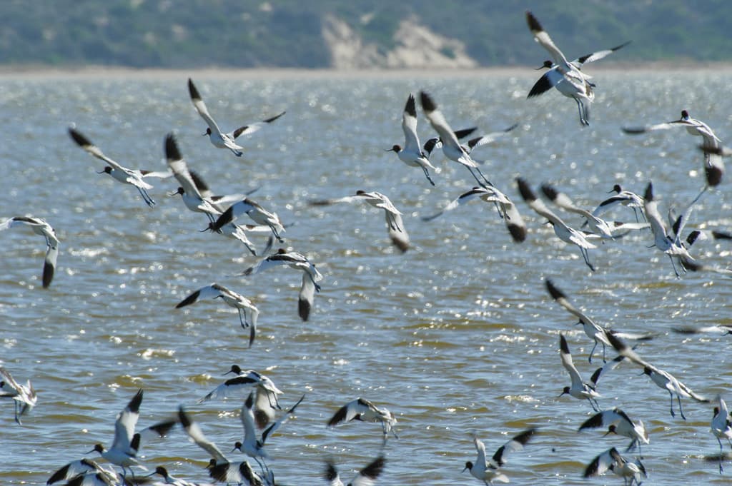 Red-necked Avocet