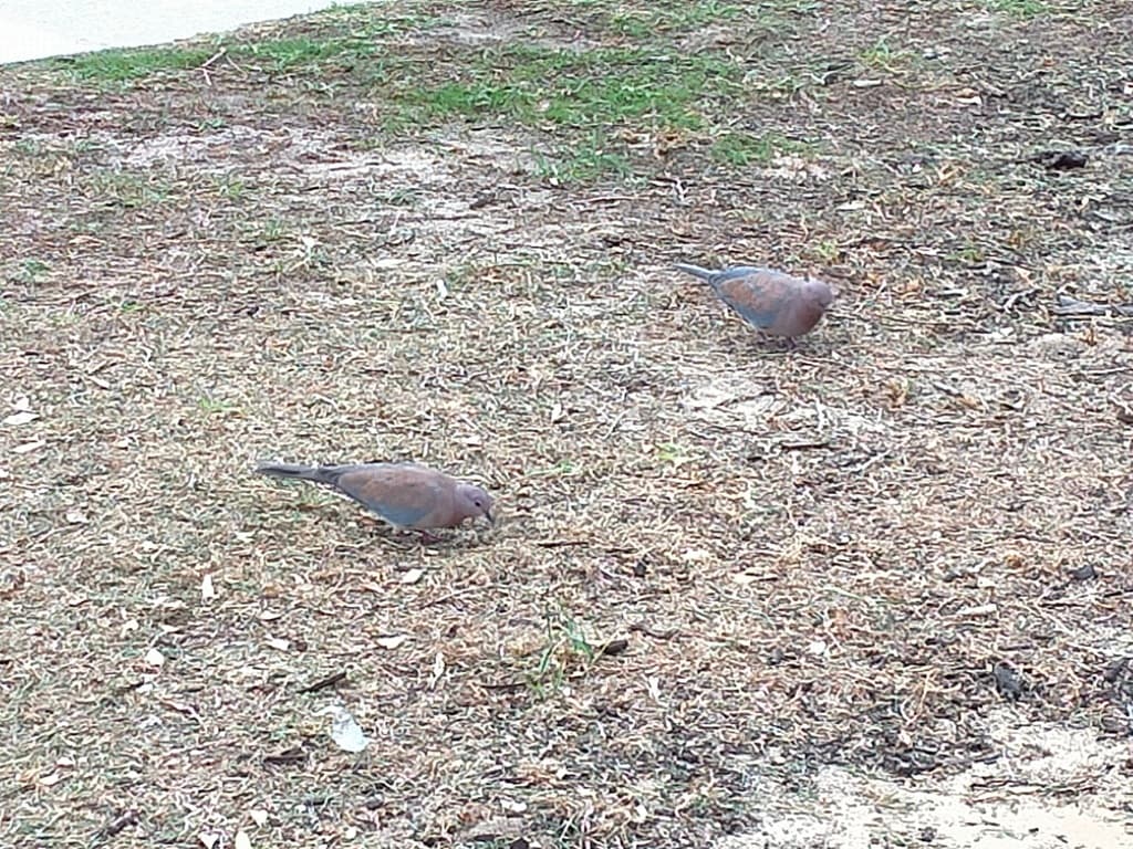 Laughing Dove