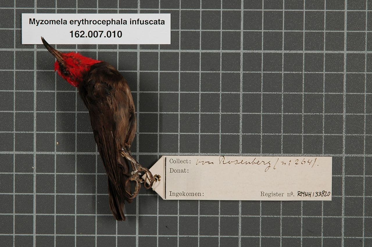 Red-headed Myzomela