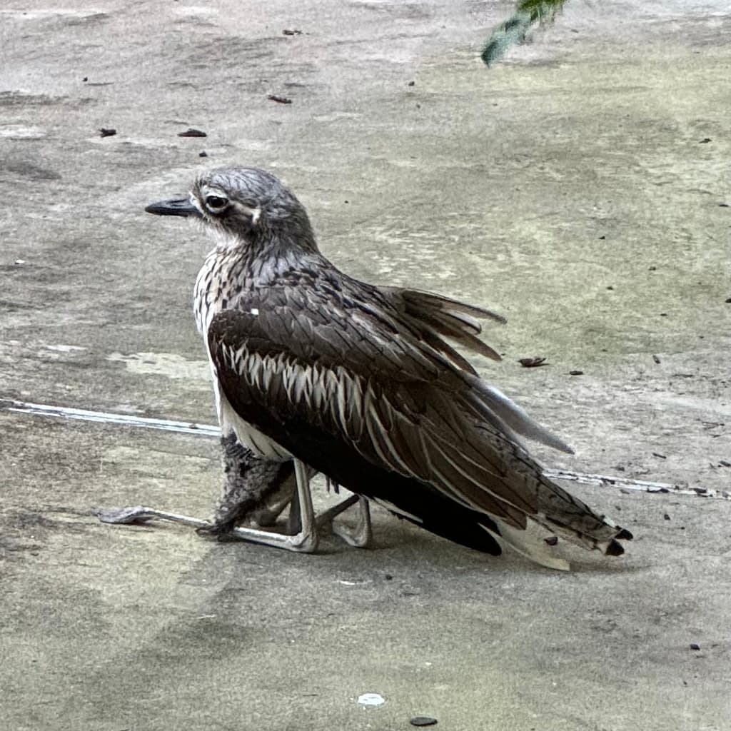 Bush Stone-curlew