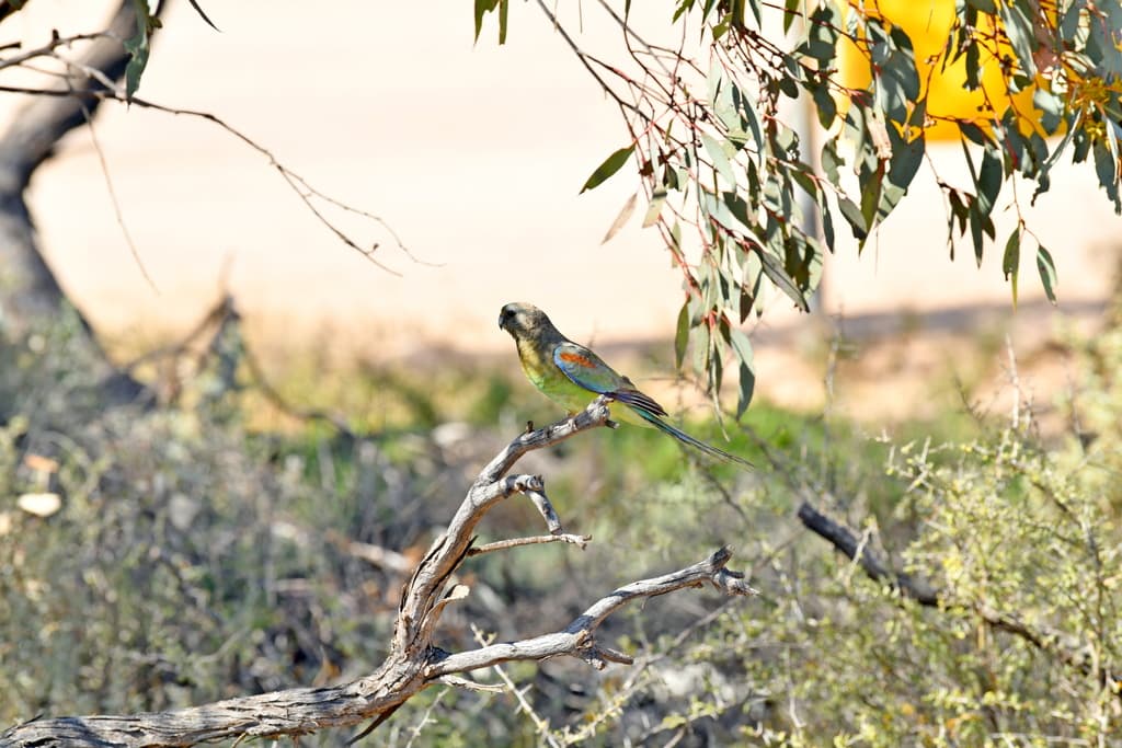 Mulga Parrot