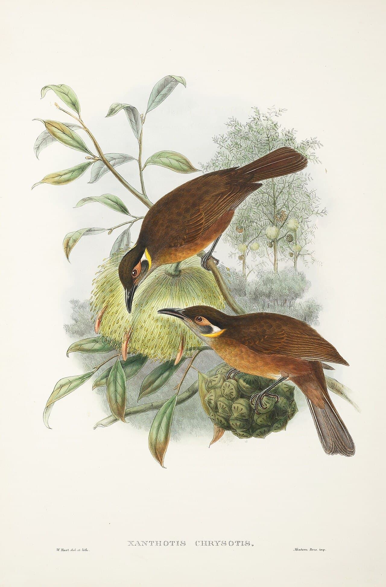 Tawny-breasted Honeyeater