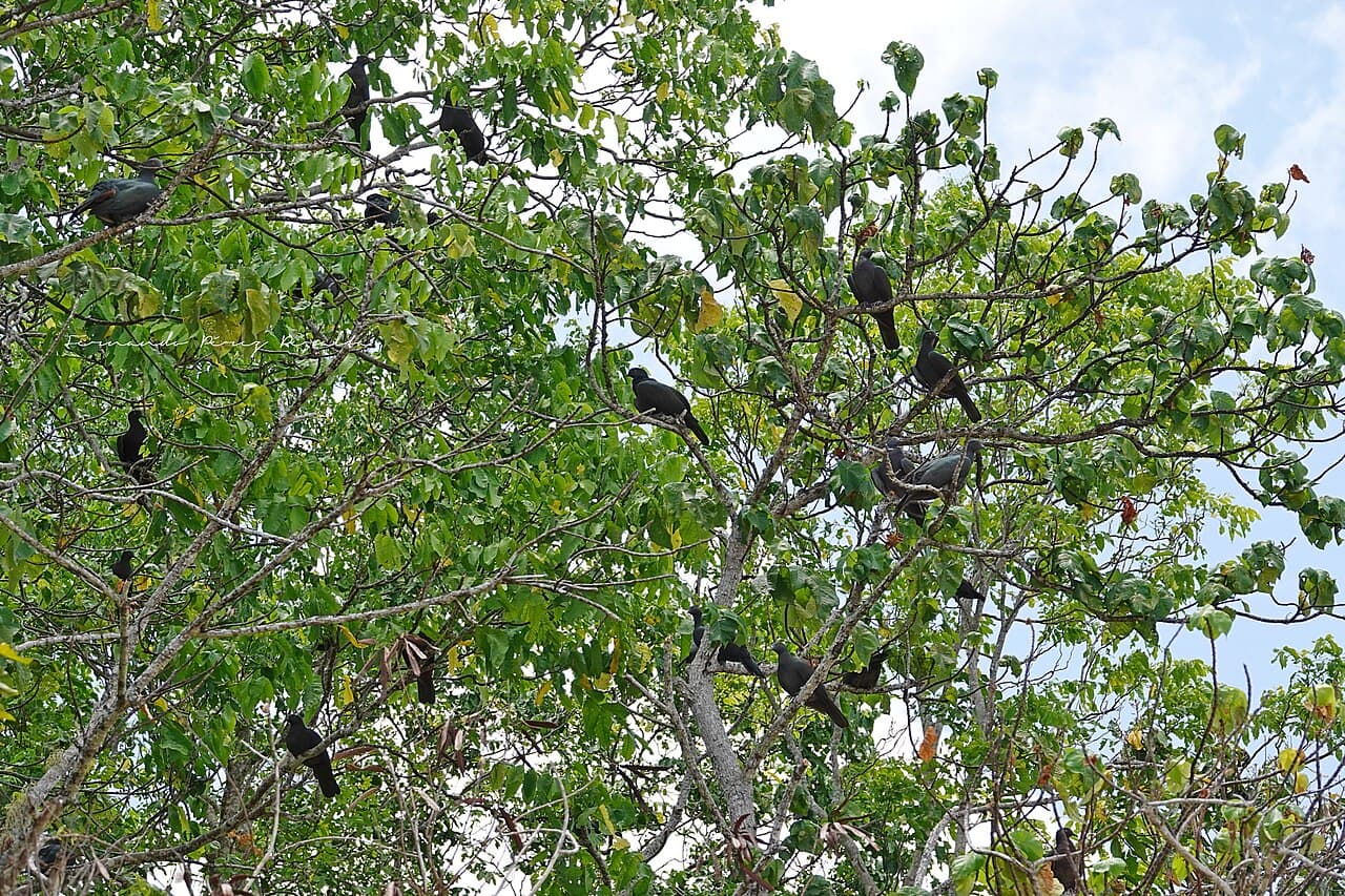 Christmas Imperial Pigeon