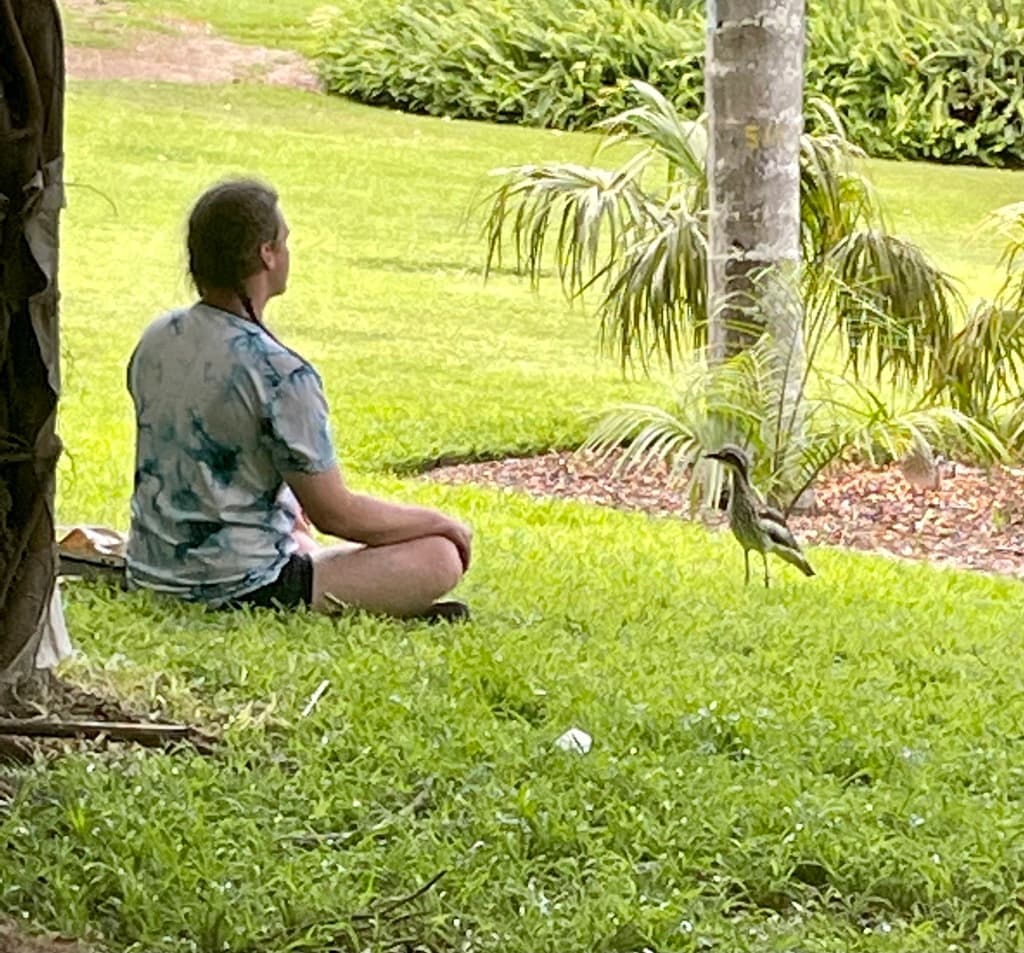 Bush Stone-curlew