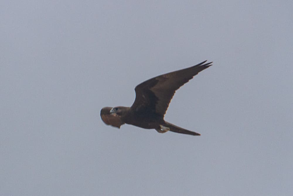 Black Falcon