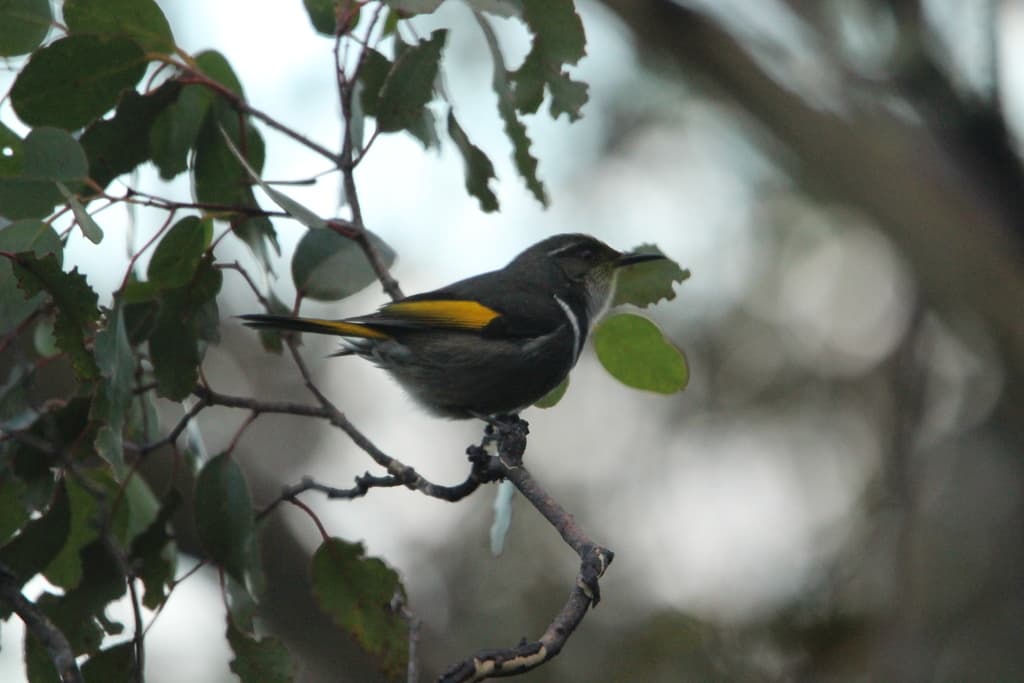 Crescent Honeyeater