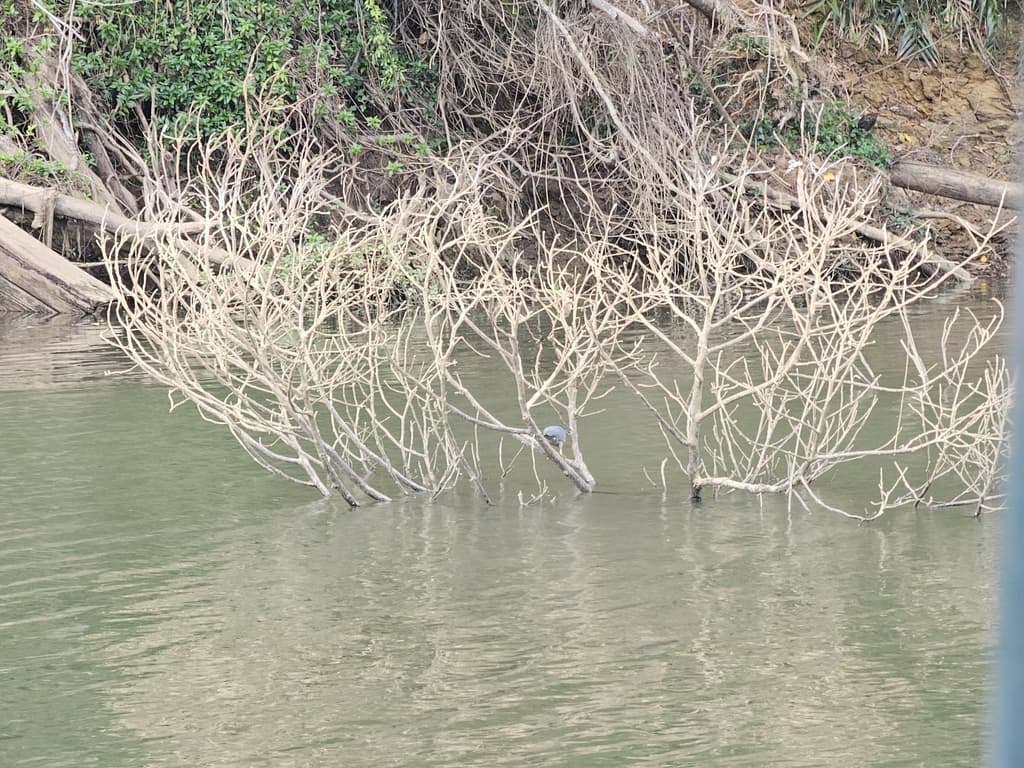 Striated Heron