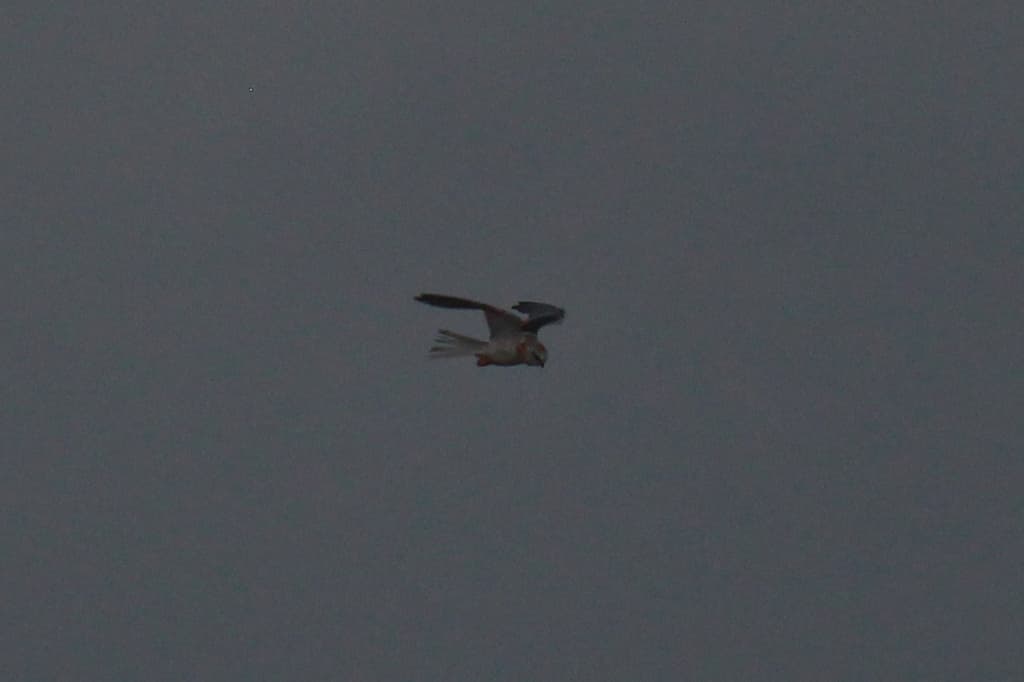 Black-shouldered Kite