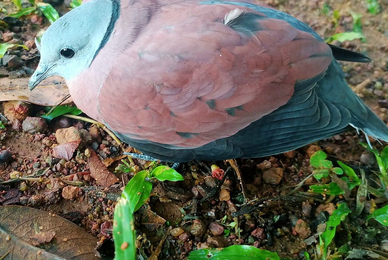 Red Collared Dove