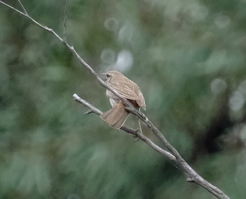 Rufous Songlark