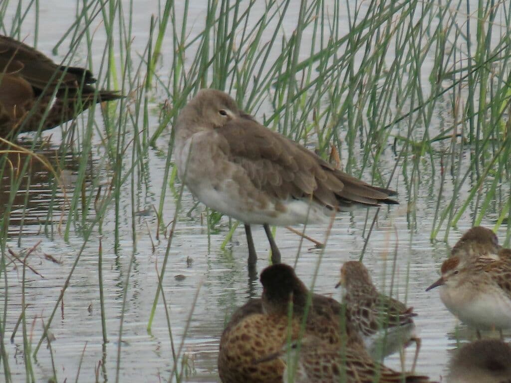 Black-tailed Godwit