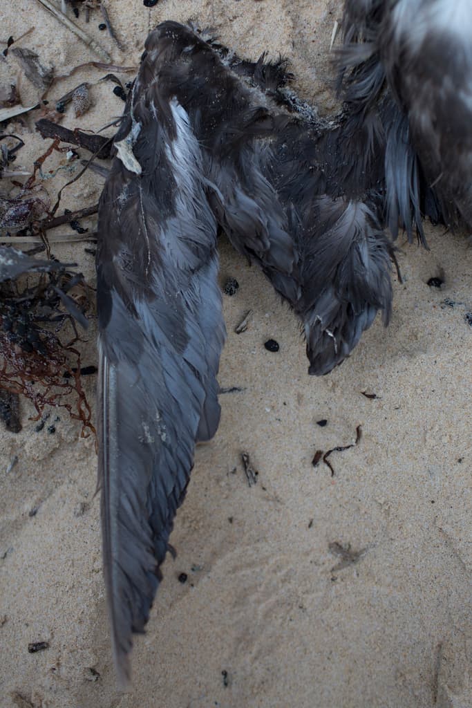 Grey-faced Petrel