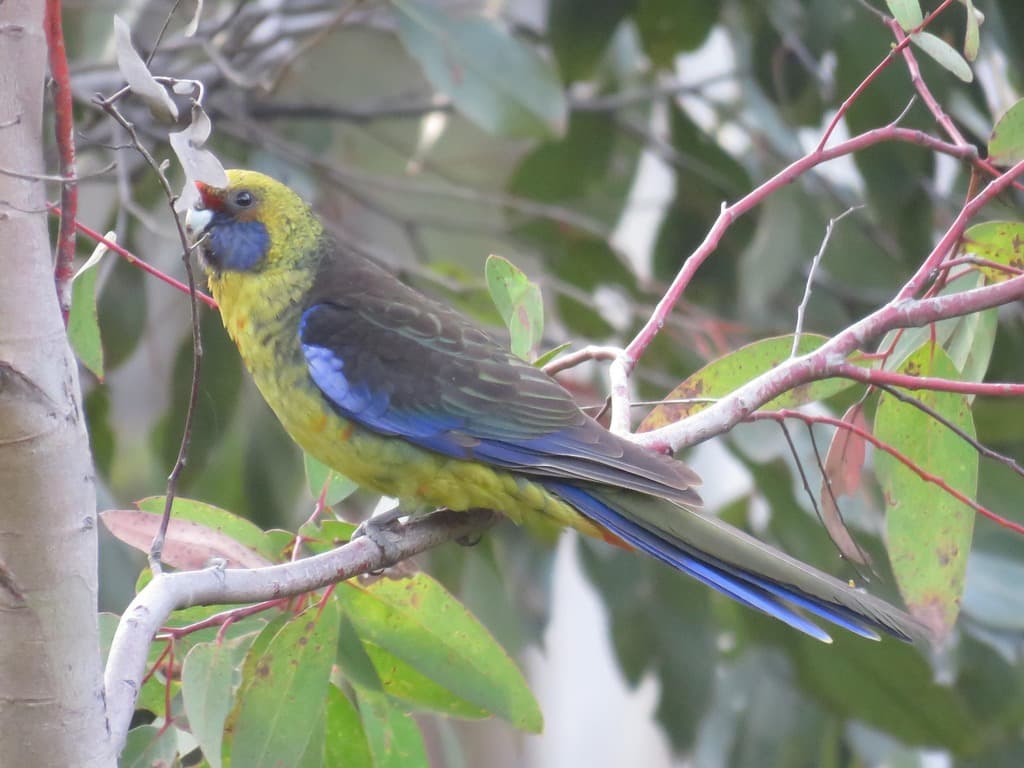 Green Rosella