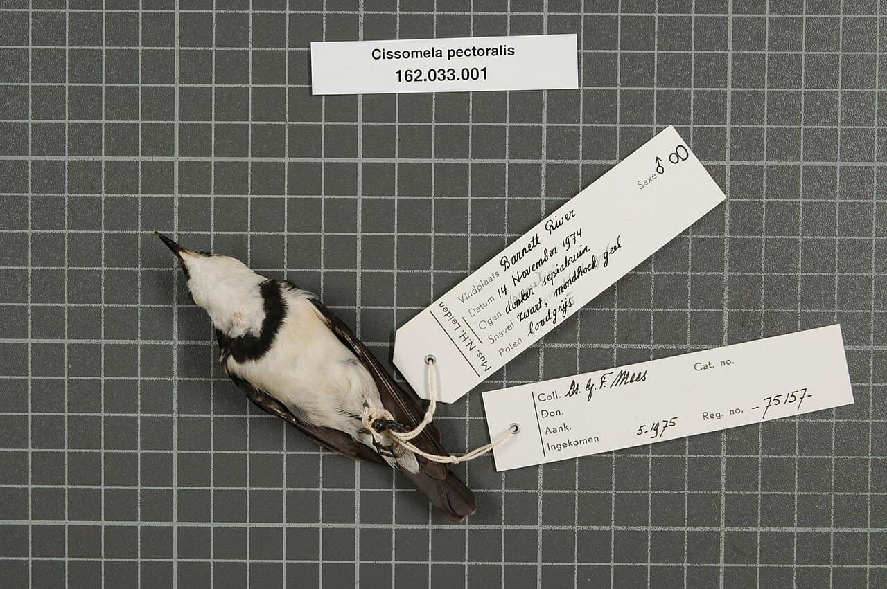 Banded Honeyeater
