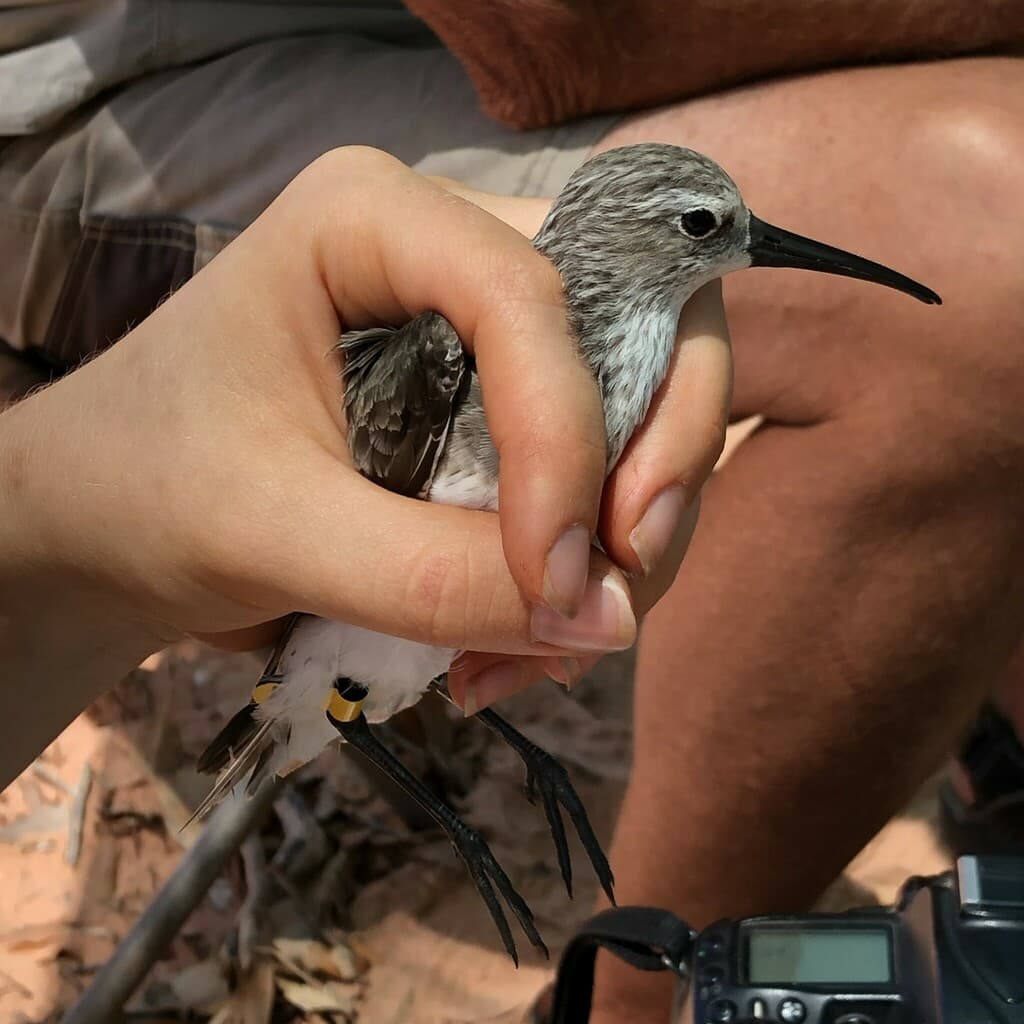 Curlew Sandpiper
