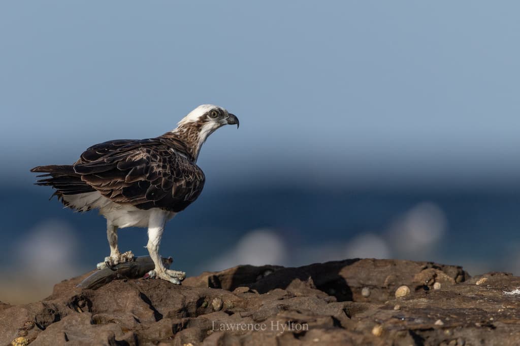 Eastern Osprey