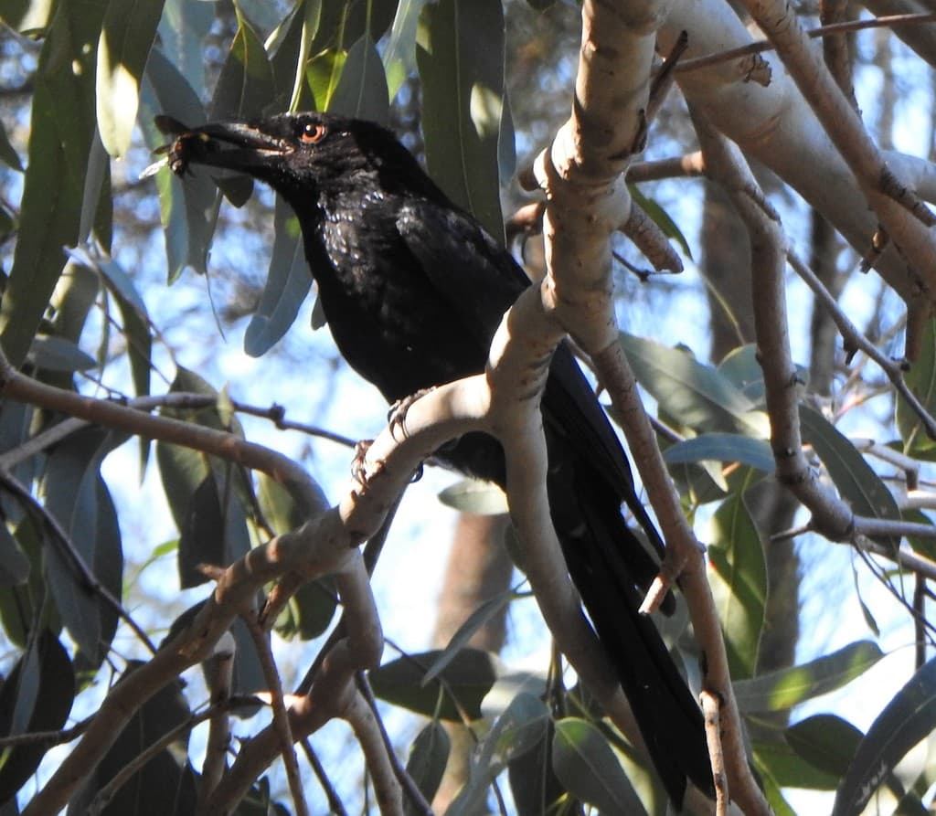 Spangled Drongo