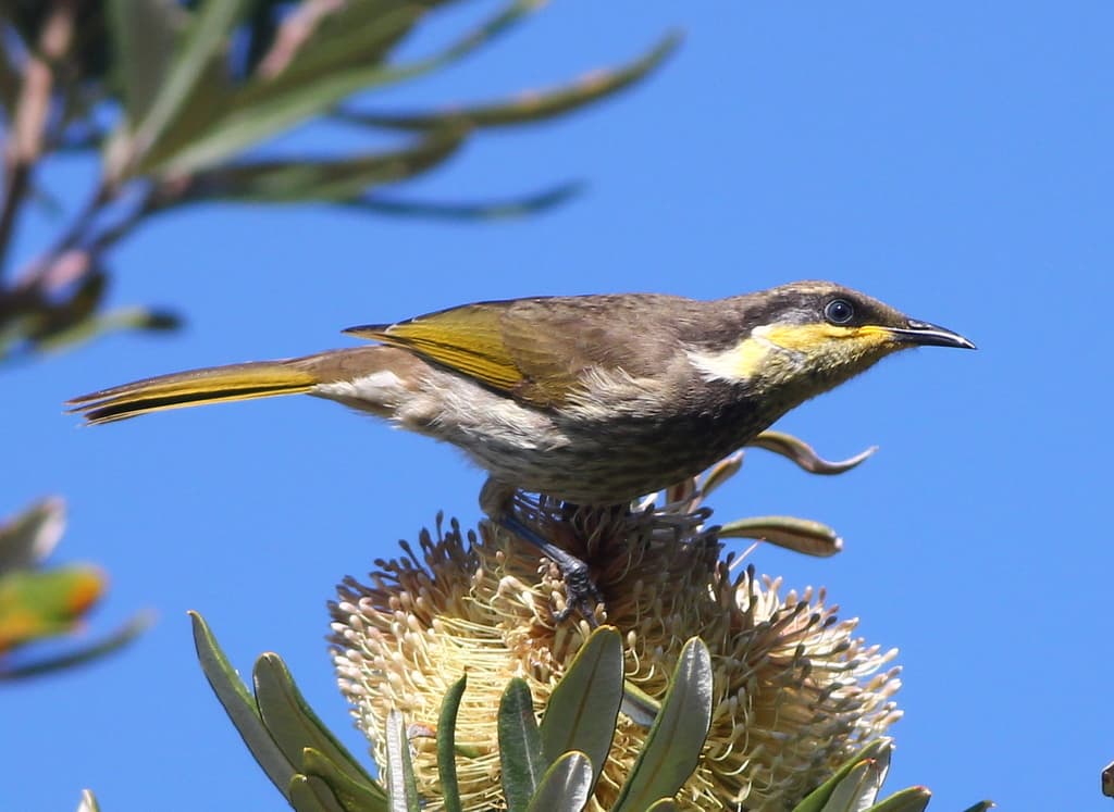 Mangrove Honeyeater