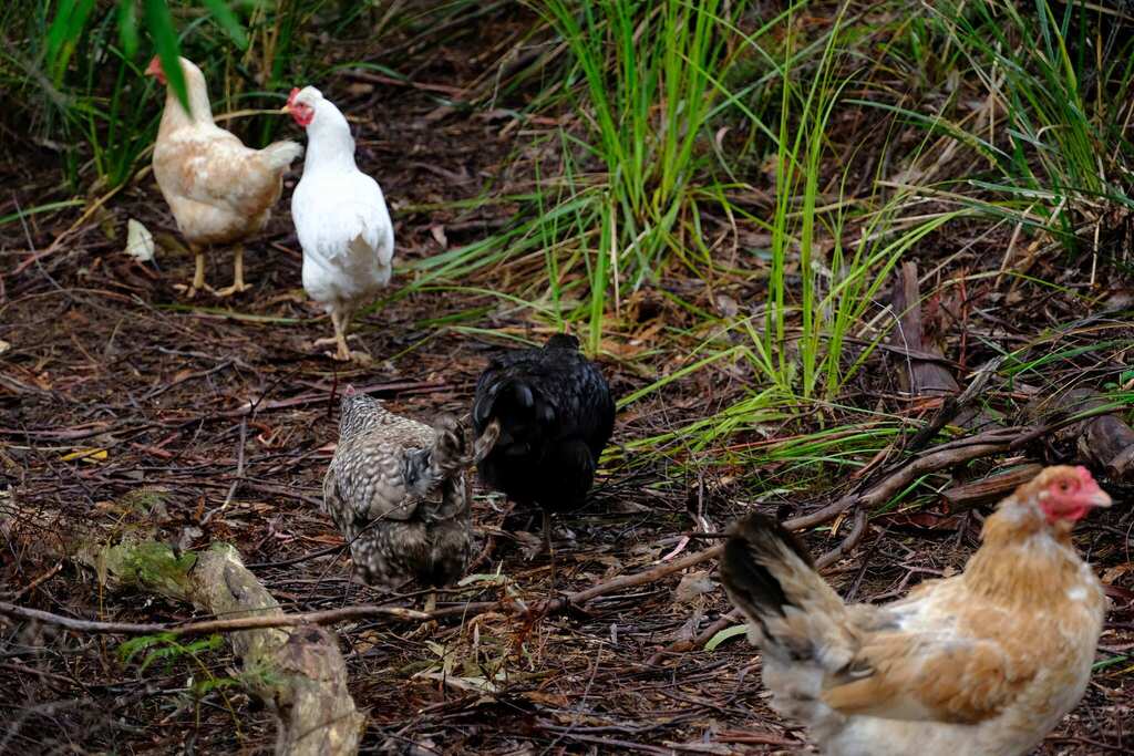Red Junglefowl