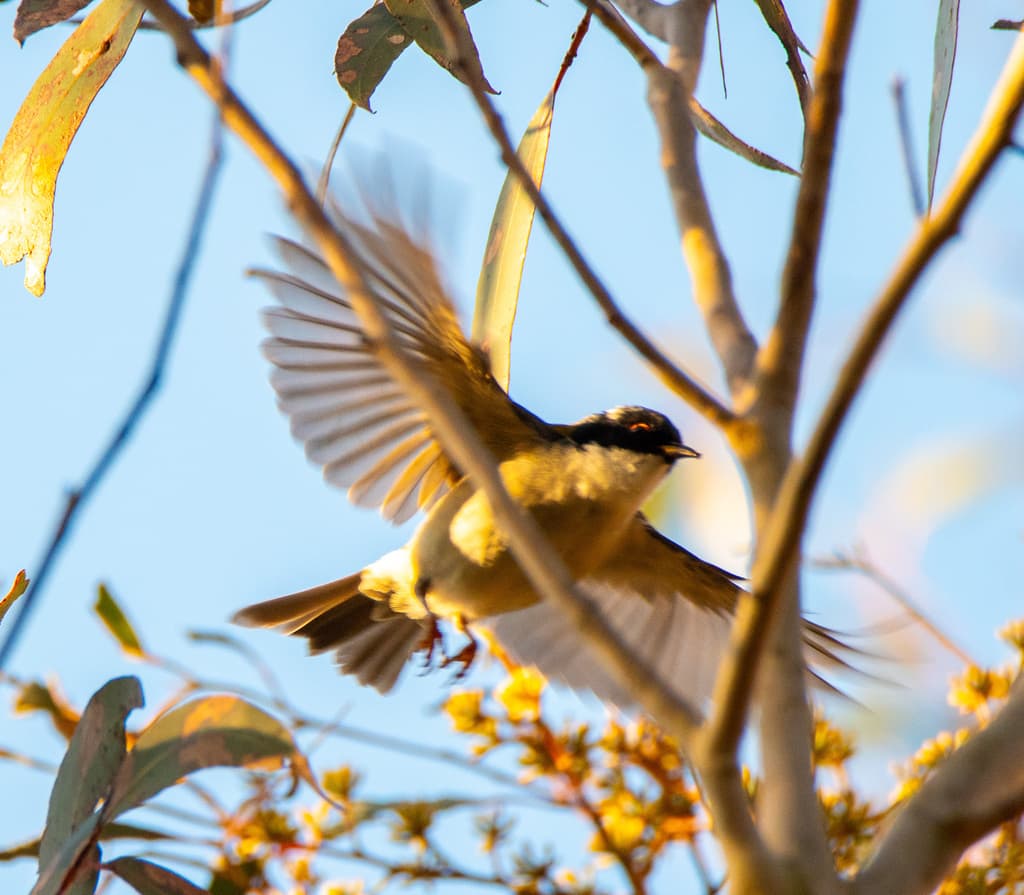 White-naped Honeyeater