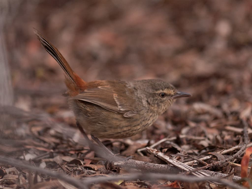Chestnut-rumped Heathwren