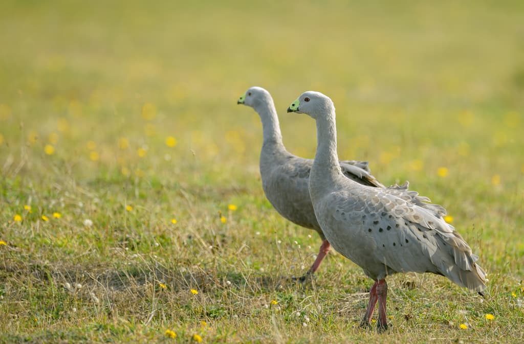 Cape Barren Goose
