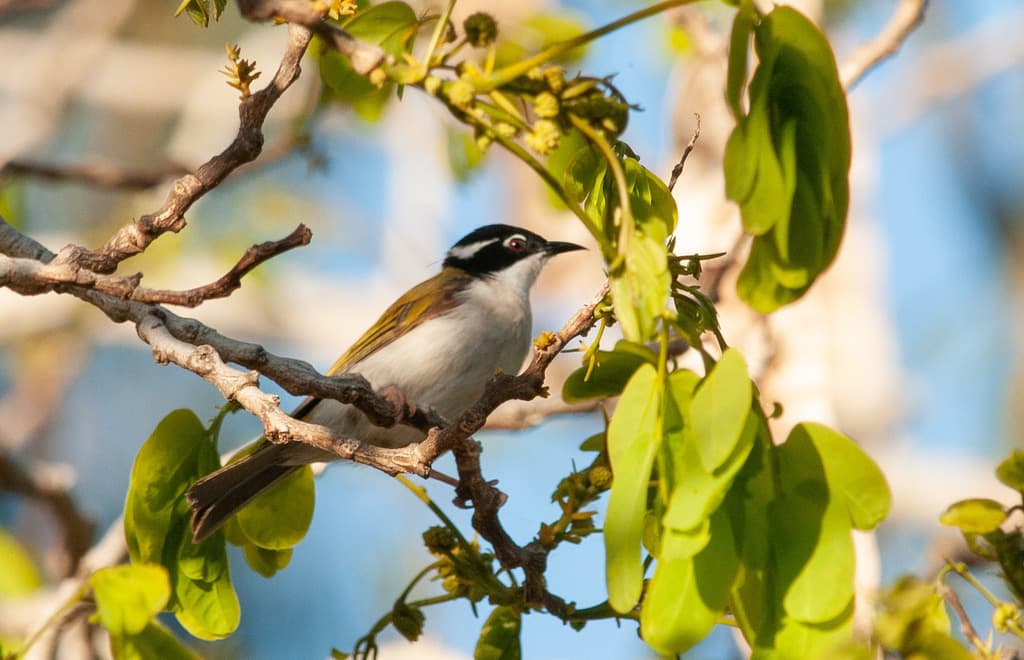 White-throated Honeyeater