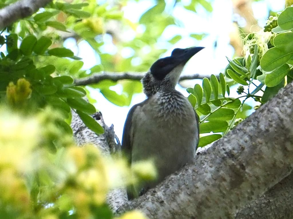 Silver-crowned Friarbird