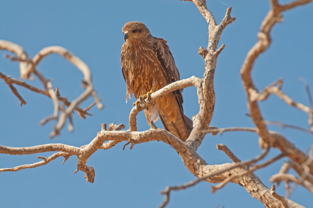 Black Kite
